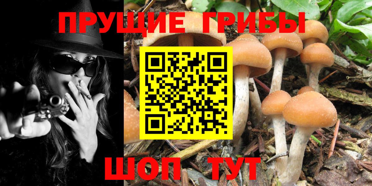 Псилоцибиновые грибы Psilocybine cubensis Севастополь